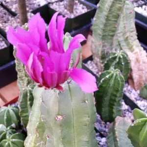 Echinocereus morricalii